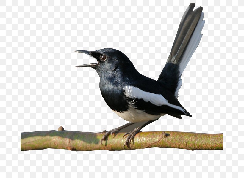 Bird Sounds Oriental Magpie-robin Android, PNG, 681x600px, Bird, Android, Android Version History, Beak, Bird Sounds Download Free