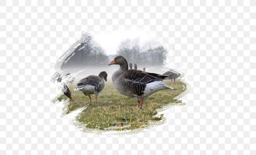 Greylag Goose Domestic Goose Bird Emperor Goose Hunting, PNG, 563x496px, Greylag Goose, Anser, Beak, Bird, Branta Download Free