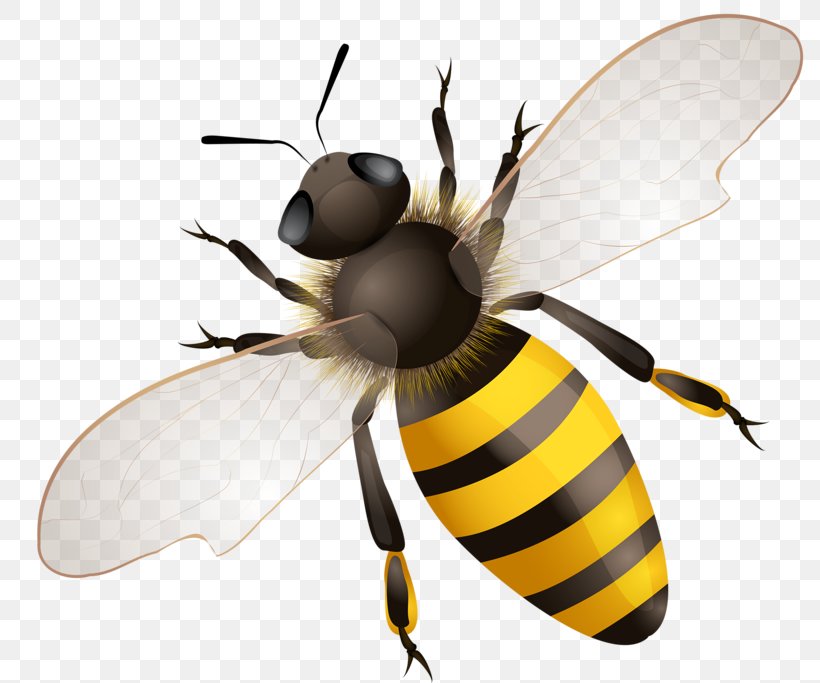 Honey Bee Hornet Vector Graphics Stock Photography, PNG, 800x683px, Bee, Africanized Bee, Arthropod, Beehive, Fly Download Free