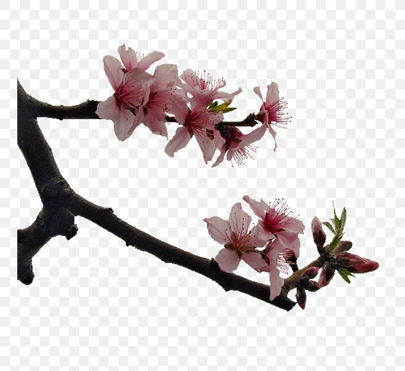 Plum Blossom Raster Graphics, PNG, 750x750px, Plum Blossom, Blossom, Branch, Cherry Blossom, Flower Download Free