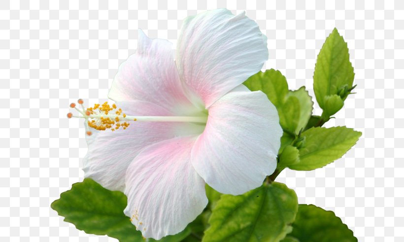 Shoeblackplant Flower Seed Shrub, PNG, 650x491px, Shoeblackplant, Annual Plant, Chinese Hibiscus, Color, Cutting Download Free