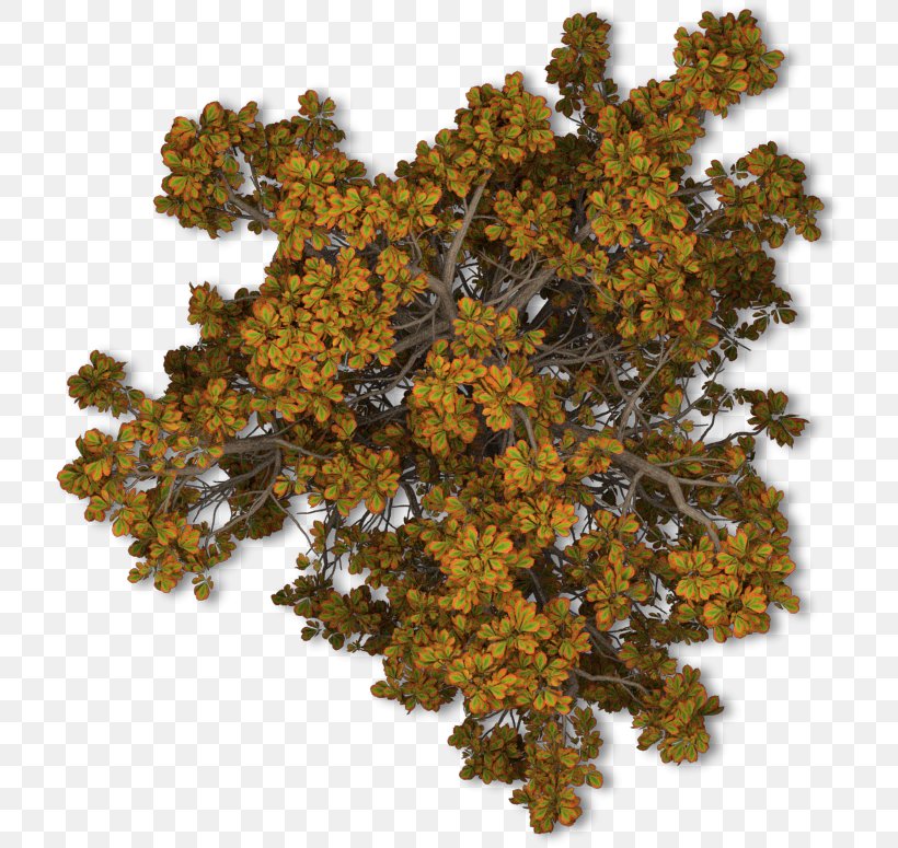 Tree Autumn Leaf Shrub, PNG, 722x775px, Tree, Autumn, Autumn Leaf Color, Branch, Deciduous Download Free