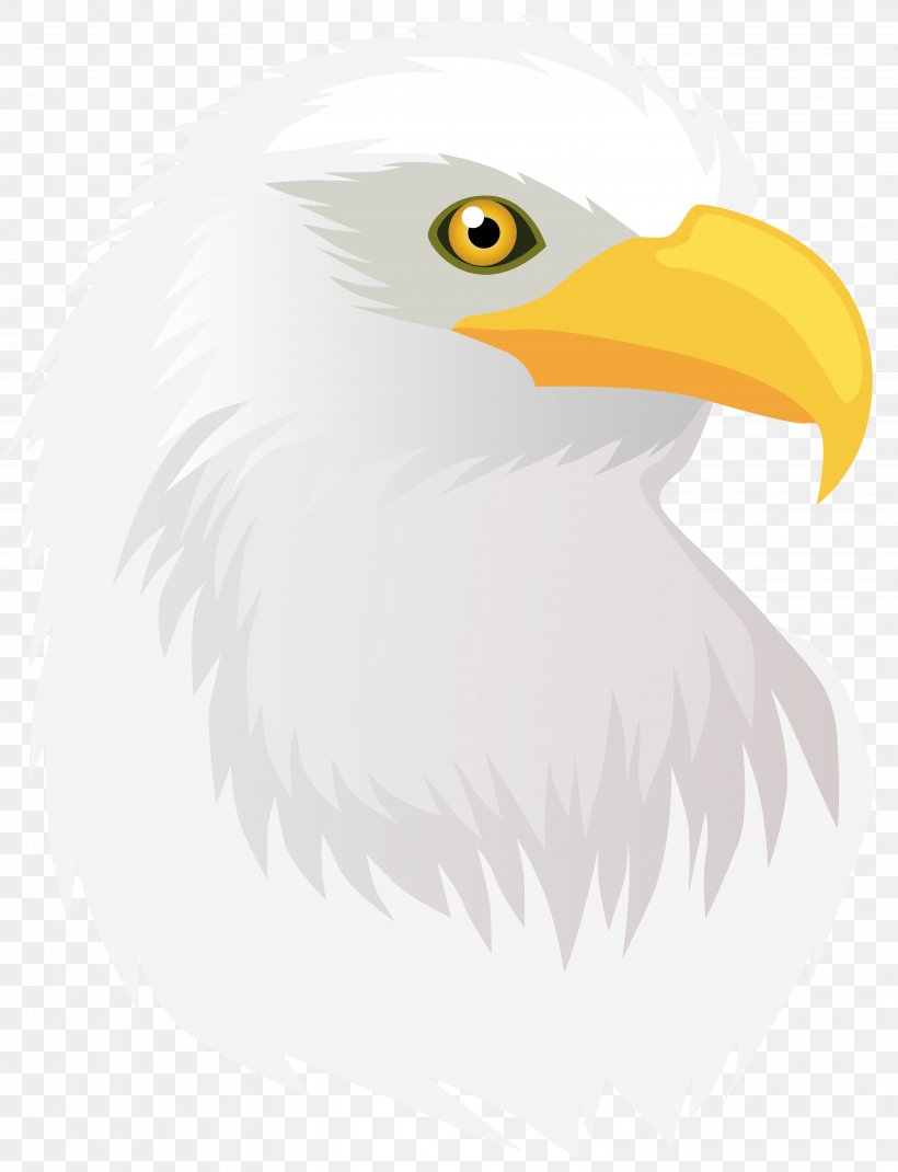 Bald Eagle Hawk, PNG, 6127x8000px, Bird, Accipitriformes, Animal, Bald Eagle, Beak Download Free