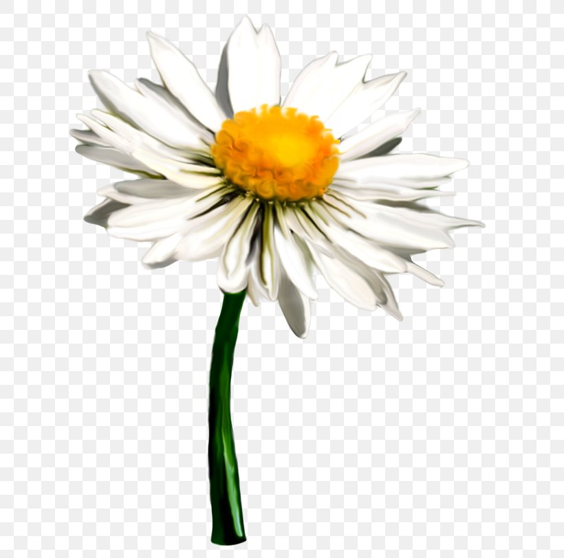 Flower Matricaria Oxeye Daisy Clip Art, PNG, 650x812px, Flower, Annual Plant, Aster, Cut Flowers, Daisy Download Free