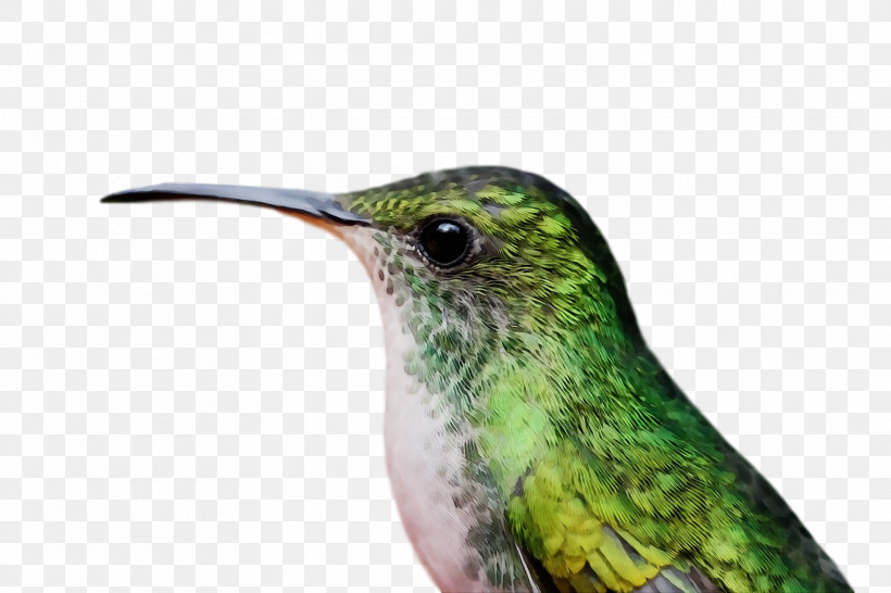 Hummingbird, PNG, 1920x1280px, Bird, Beak, Green, Hummingbird, Jacamar Download Free