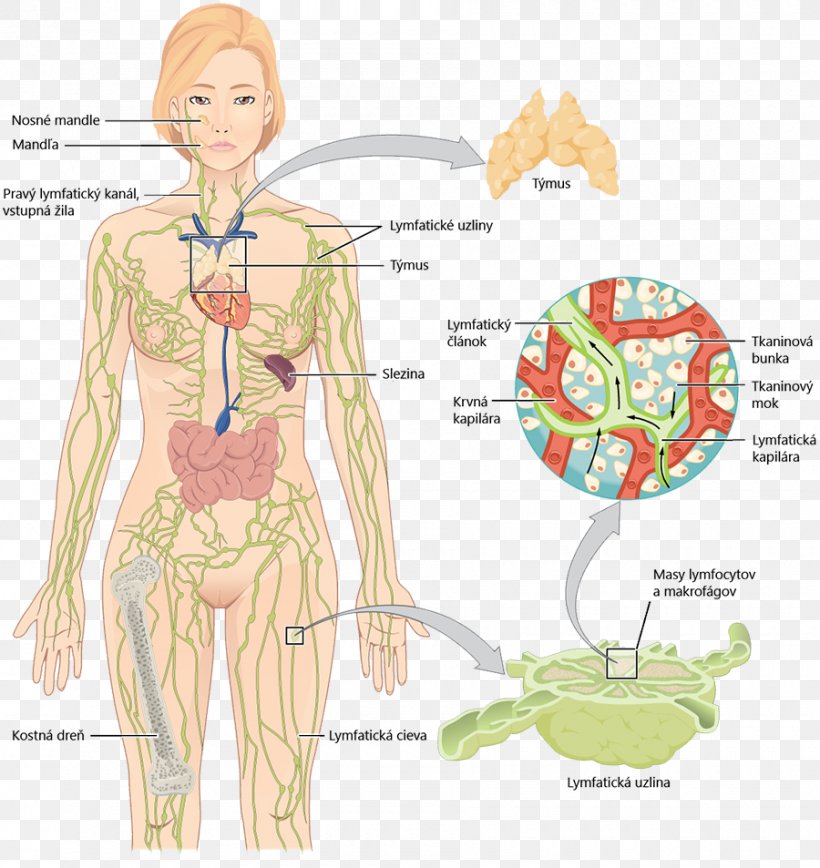 Lymphatic System Lymphatic Vessel Anatomy Human Body, PNG, 900x953px, Watercolor, Cartoon, Flower, Frame, Heart Download Free