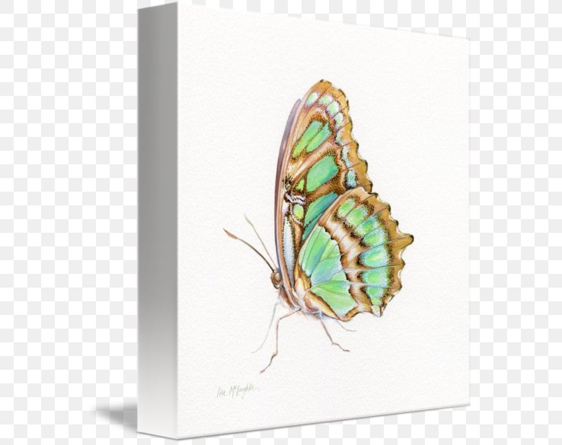 Nymphalidae Butterfly Gallery Wrap Canvas Art, PNG, 565x650px, Nymphalidae, Art, Arthropod, Brush Footed Butterfly, Butterfly Download Free