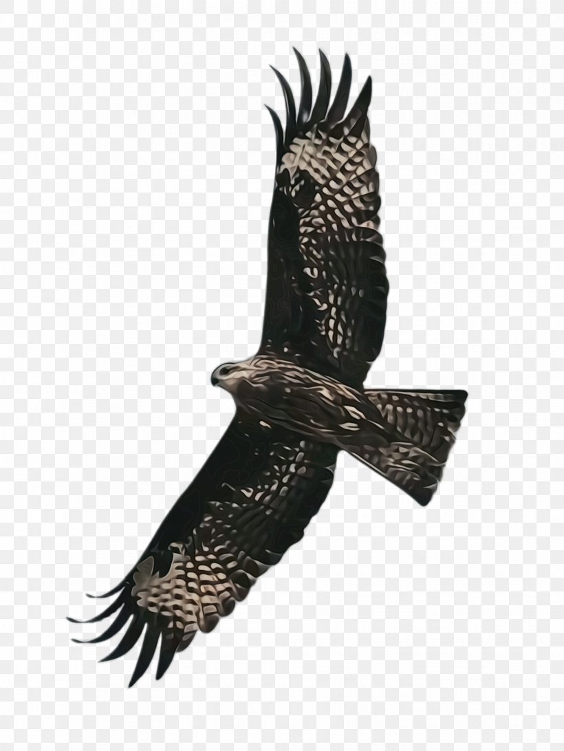Bird Bird Of Prey Kite Eagle Accipitridae, PNG, 1732x2308px, Watercolor, Accipitridae, Beak, Bird, Bird Of Prey Download Free