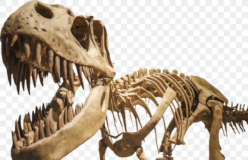 Dinosaur Museum Dinosaur Isle Tyrannosaurus Triceratops Brachylophosaurus, PNG, 2497x1618px, Dinosaur Museum, Bone, Brachiosaurus, Brachylophosaurus, Dinosaur Download Free