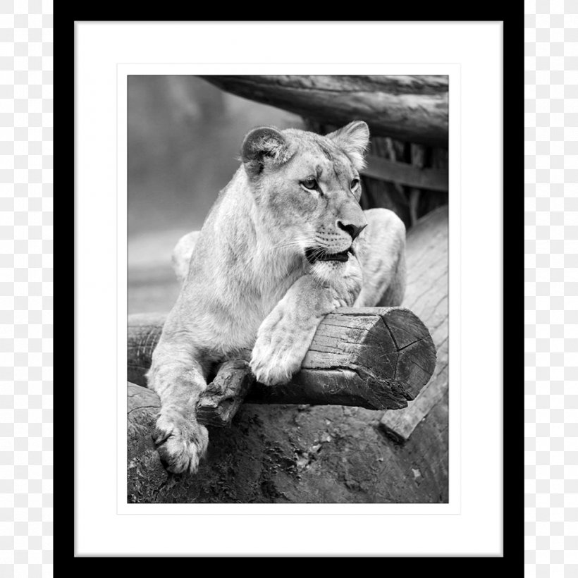 Lion Cat Tiger Felidae Wildlife, PNG, 1000x1000px, Lion, Animal, Big Cat, Big Cats, Black And White Download Free