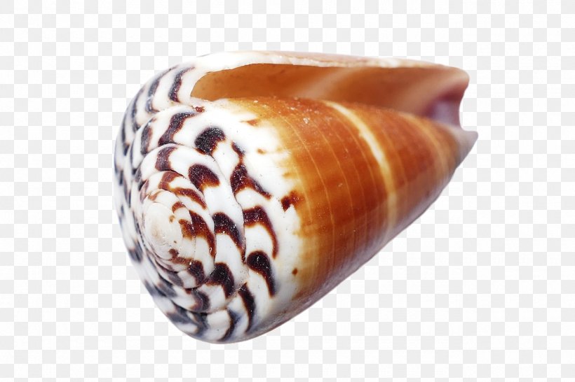 Seashell Molluscs Conchology, PNG, 1280x853px, Seashell, Beach, Conch, Conchology, Image Resolution Download Free