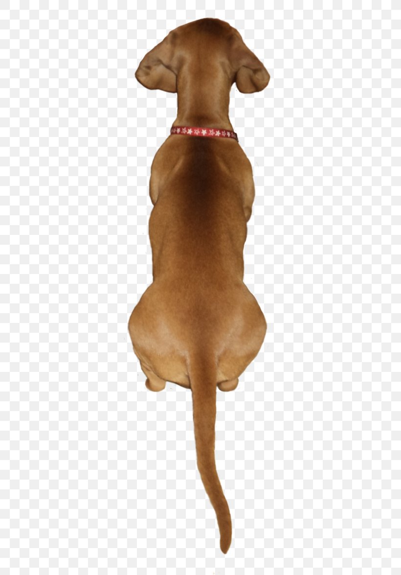 Vizsla Redbone Coonhound Dog Breed Puppy Black And Tan Coonhound, PNG, 680x1175px, Vizsla, Black And Tan Coonhound, Breed, Carnivoran, Companion Dog Download Free