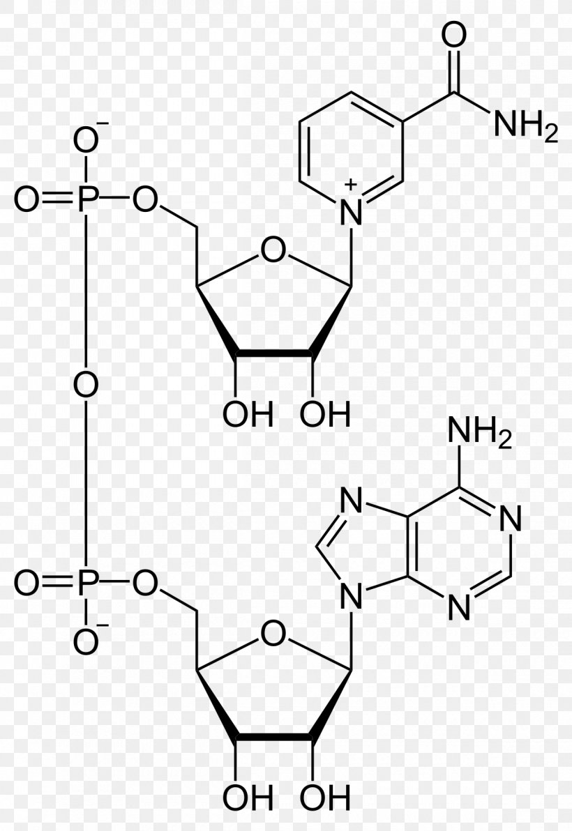 Nicotinamide Adenine Dinucleotide Phosphate Cofactor, PNG, 1200x1745px, Nicotinamide Adenine Dinucleotide, Adenine, Anabolism, Area, Auto Part Download Free