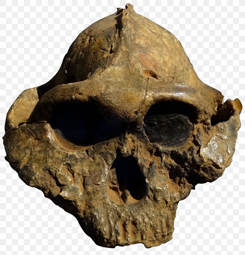 Olduvai Gorge Paranthropus Boisei Paranthropus Robustus Skull OH 5, PNG, 1200x1249px, Paranthropus Boisei, Artifact, Bone, Great Apes, Hominini Download Free