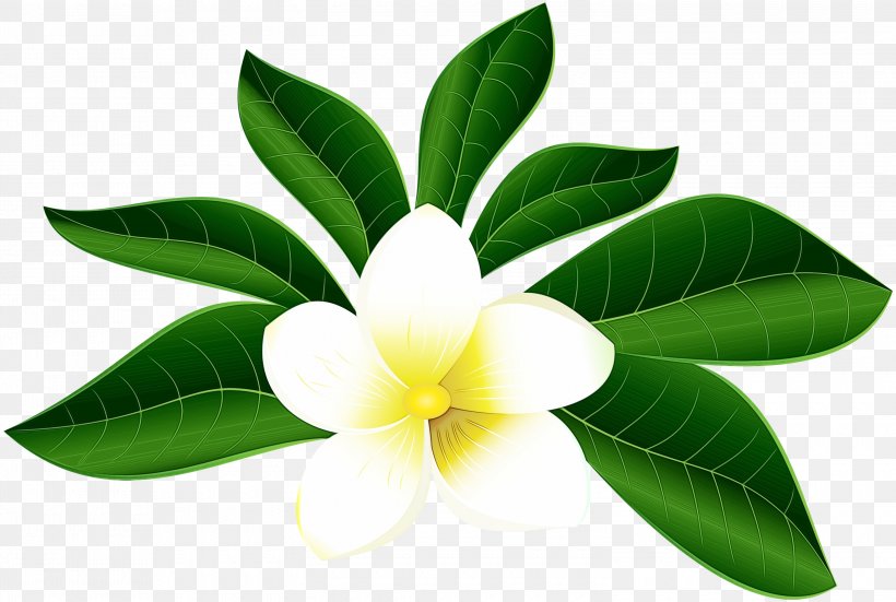 Frangipani Flower, PNG, 3000x2019px, Petal, Flower, Frangipani, Leaf, Plant Download Free