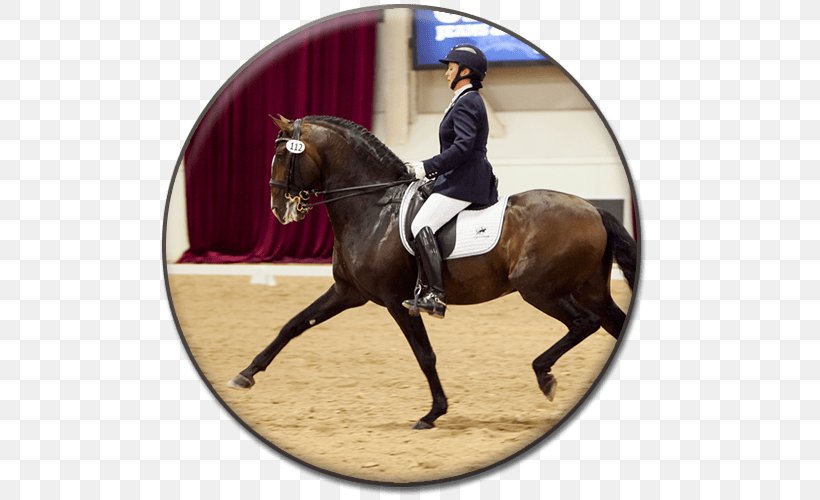 Hunt Seat Andalusian Horse Dressage Bridle Stallion, PNG, 500x500px, Hunt Seat, Andalusian Horse, Animal Sports, Animal Training, Bit Download Free