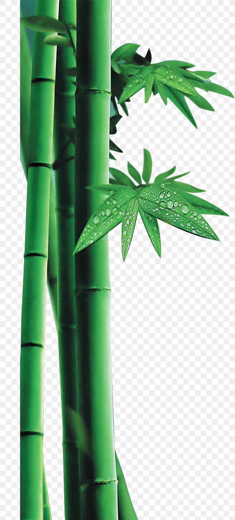 Bamboo, PNG, 1043x2305px, Bamboo, Bambusa Oldhamii, Chinese Painting, Grass, Grass Family Download Free