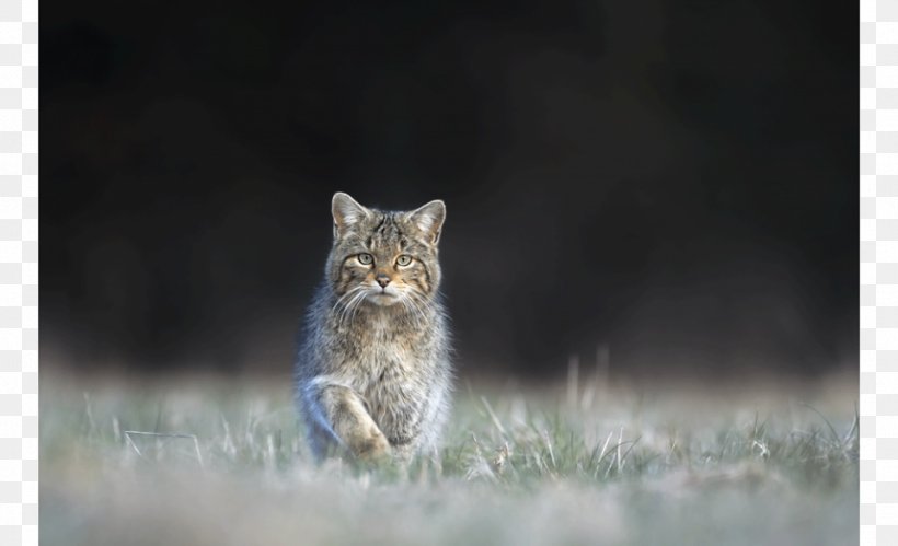 Charolles Charolais, France Mâcon Whiskers Charollais Sheep, PNG, 960x585px, Macon, Bobcat, Carnivoran, Cat, Cat Like Mammal Download Free