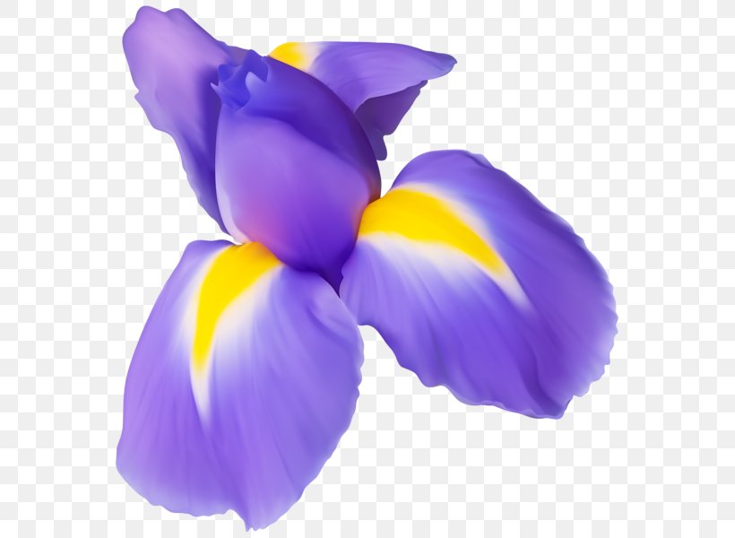 Flower Clip Art, PNG, 573x600px, Flower, Color, Digital Image, Flowering Plant, Iris Download Free