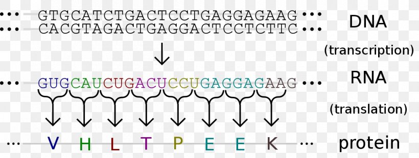 Genetic Code Translation DNA RNA, PNG, 1200x455px, Genetic Code, Amino Acid, Area, Blue, Brand Download Free