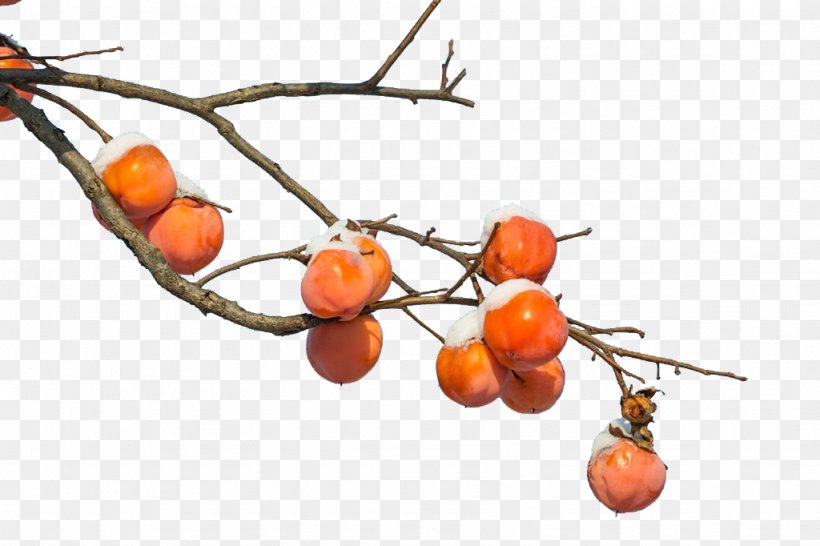 Persimmon Branch Fruit, PNG, 1024x682px, Persimmon, Auglis, Branch, Business Card, Citrus Download Free
