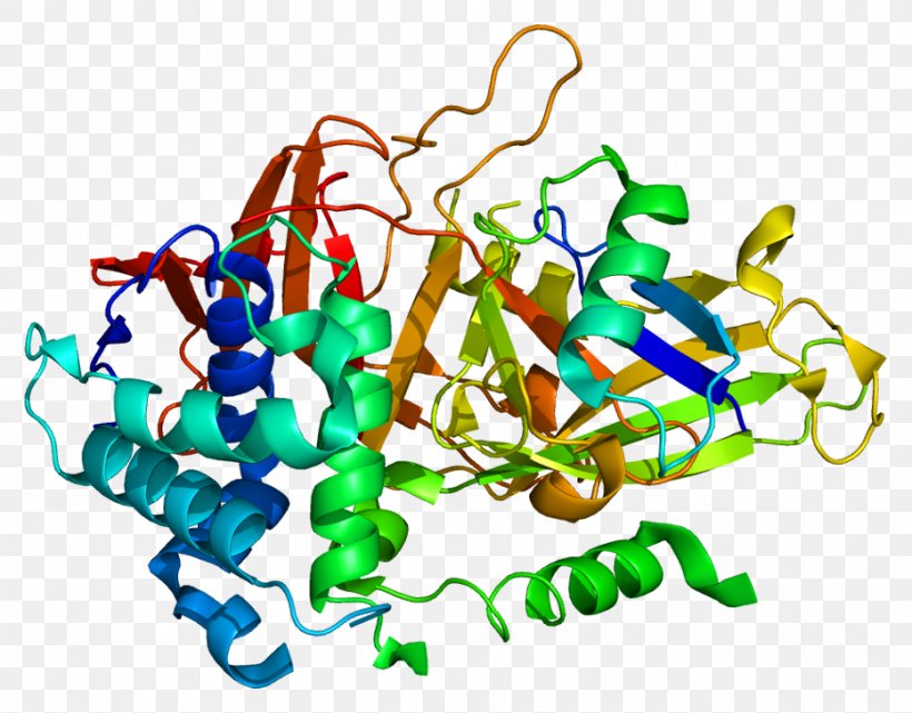 USP2 Protein Mdm2 Gene Ubiquitin, PNG, 932x729px, Watercolor, Cartoon, Flower, Frame, Heart Download Free