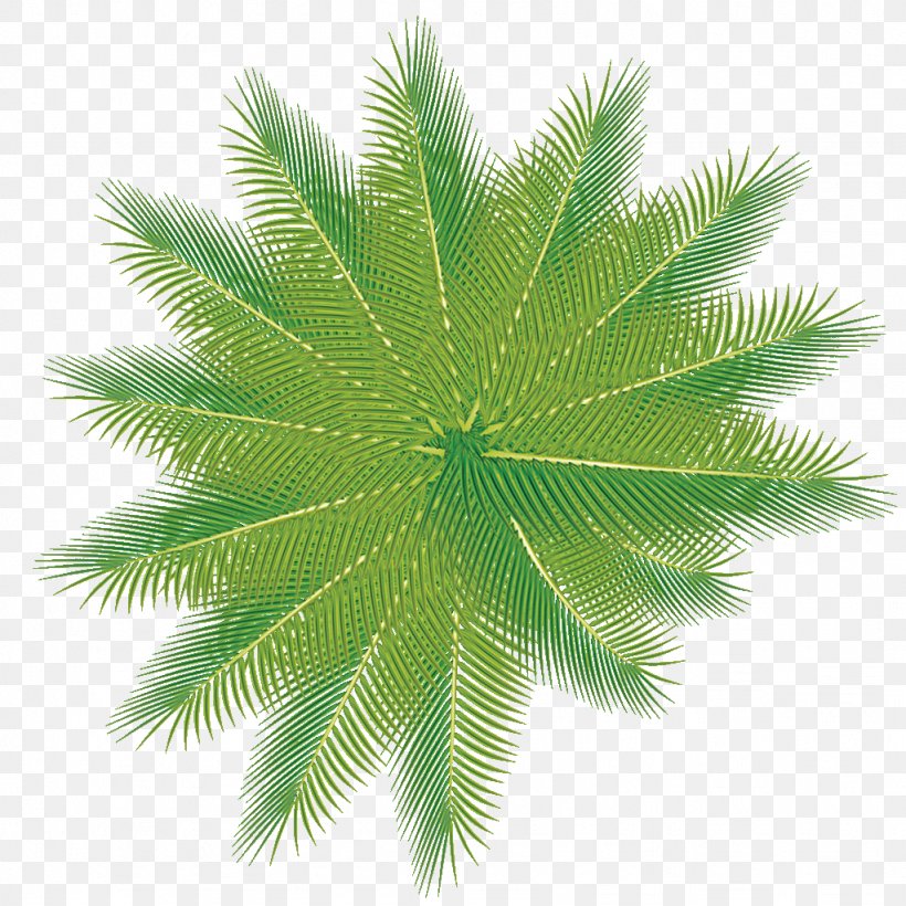 Company Clip Art, PNG, 1024x1024px, Company, Arecales, Borassus Flabellifer, Business, Date Palm Download Free