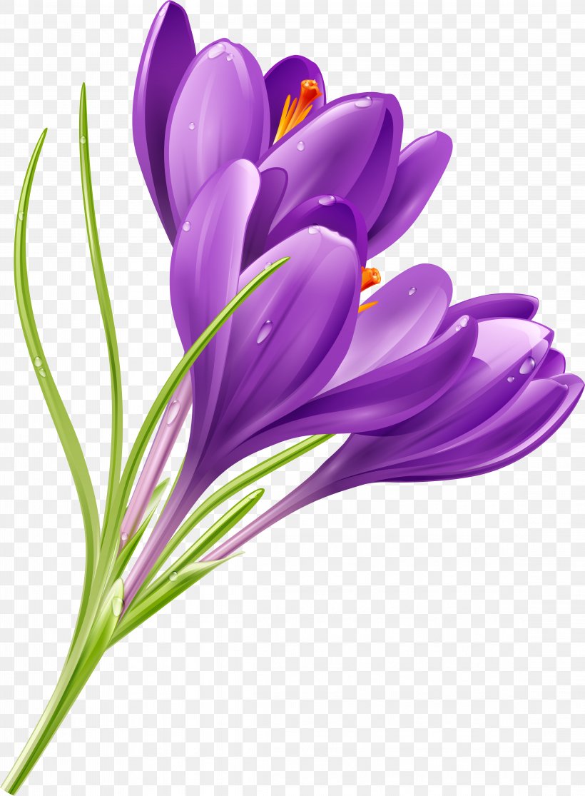 Crocus Flower Purple Clip Art, PNG, 4573x6223px, Crocus, Color, Cut Flowers, Drawing, Floral Design Download Free