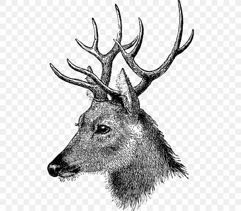 Drawing Elk Mixed Media Deer, PNG, 500x721px, Drawing, Antler, Art, Artist, Black And White Download Free