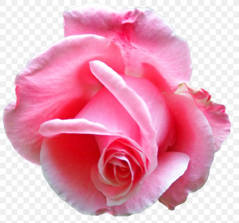 Flower Rose Bud Floral Design Floral Emblem, PNG, 1093x1024px, Flower, Bud, Carnation, China Rose, Close Up Download Free