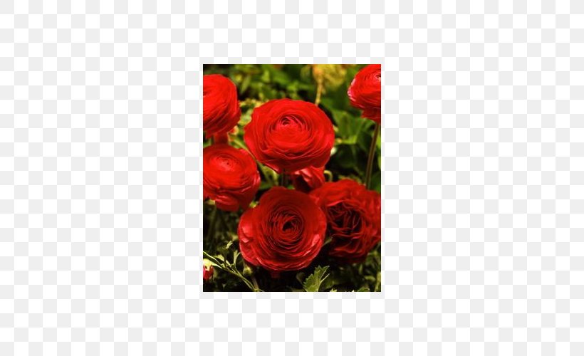 Garden Roses Red Ranunculus Asiaticus Cut Flowers, PNG, 500x500px, Garden Roses, Bulb, Buttercup, Color, Cut Flowers Download Free