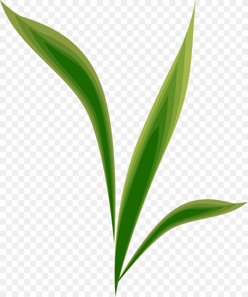 Leaf Plant Stem Desktop Wallpaper Grasses Commodity, PNG, 1005x1200px, Leaf, Botany, Commodity, Computer, Flower Download Free