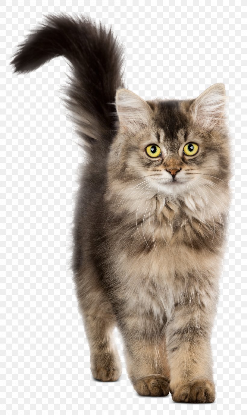 Chicken As Food Cat Food Kitten, PNG, 1000x1680px, Chicken, Asian Semi Longhair, British Semi Longhair, Carnivoran, Cat Download Free