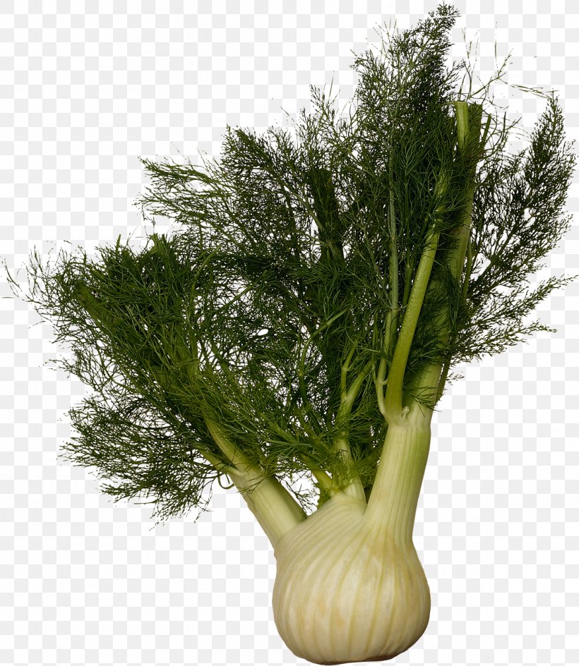 Fennel Plant Vegetable Dill Foeniculum Vulgare Var. Dulce, PNG, 1116x1285px, Fennel, Anise, Apiaceae, Bulb, Dill Download Free