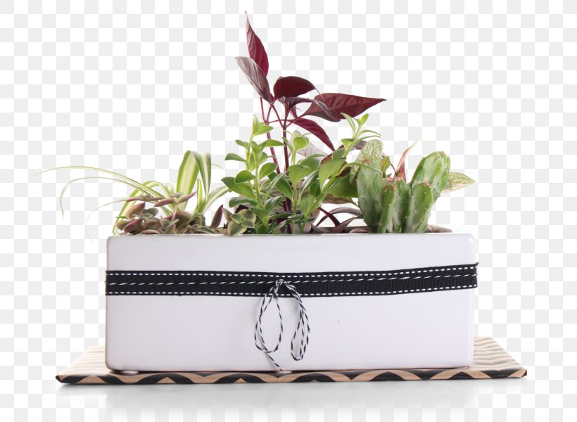 Flowerpot Plant Rectangle, PNG, 724x600px, Flowerpot, Plant, Rectangle Download Free