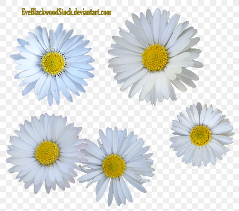 Flowerstock Daisy Family Common Daisy, PNG, 1024x907px, Flowerstock, Art, Aster, Chamaemelum, Chamaemelum Nobile Download Free