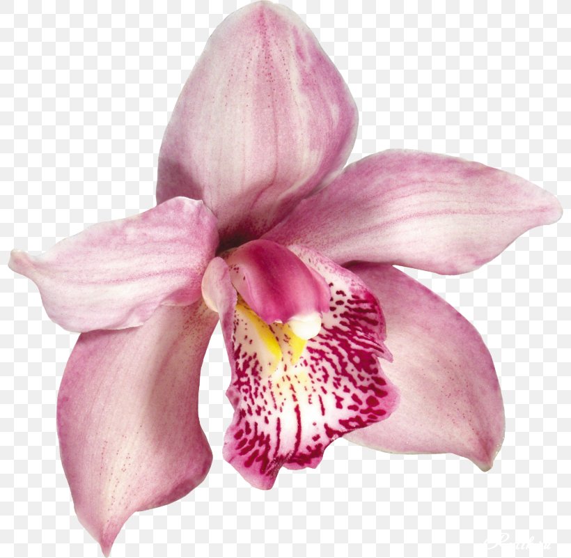 Orchids Clip Art, PNG, 798x801px, Orchids, Cattleya, Cattleya Orchids, Cut Flowers, Data Download Free