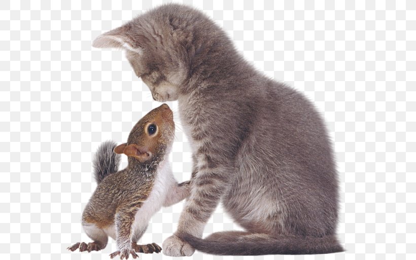 Eastern Gray Squirrel Tabby Cat Kitten, PNG, 559x513px, Squirrel, Animal, Carnivoran, Cat, Cat Like Mammal Download Free