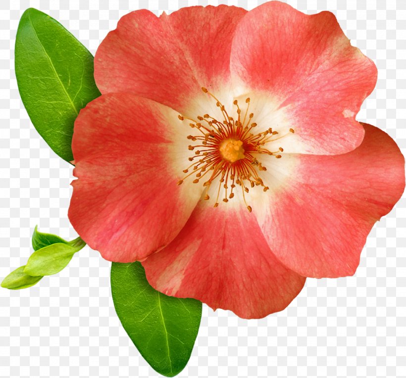 Flower Clip Art, PNG, 972x906px, Flower, Annual Plant, Blossom, Camellia, Flowering Plant Download Free