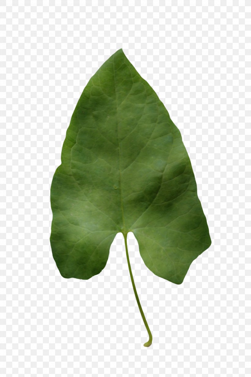 Green Leaf Watercolor, PNG, 2304x3456px, Watercolor, Alismatales, Anthurium, Arum Family, Flower Download Free