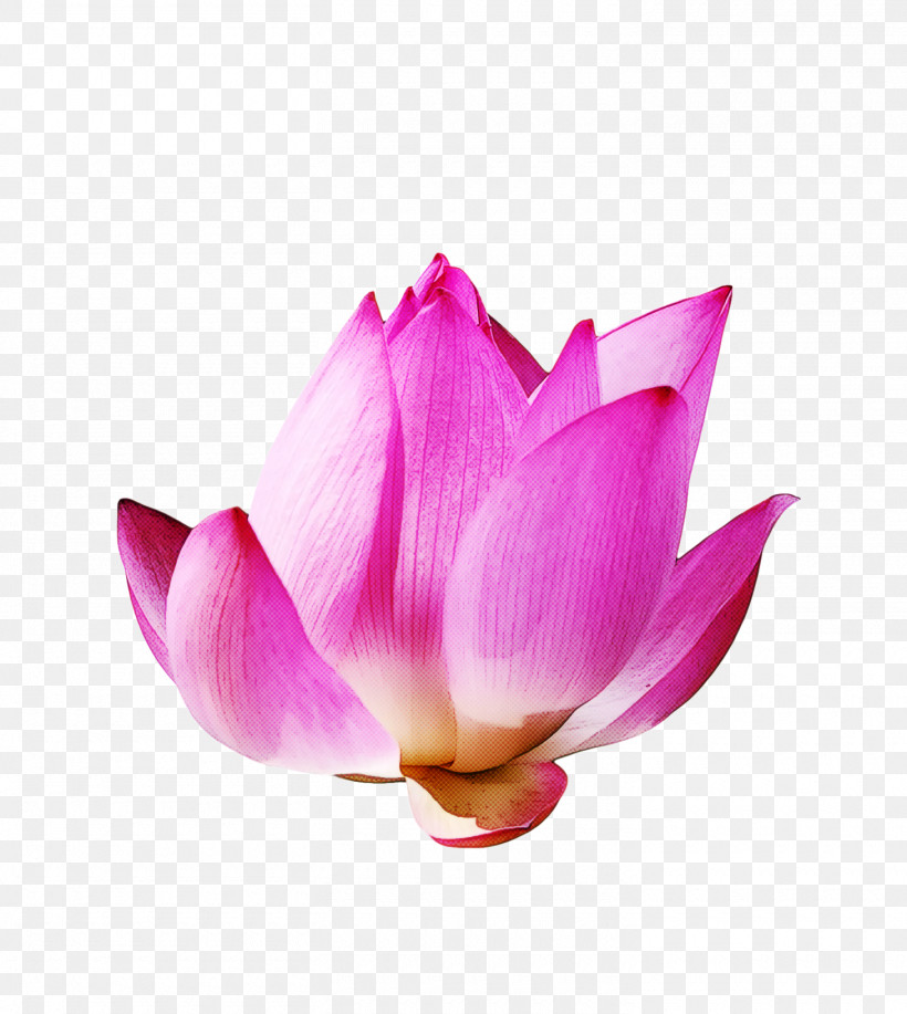Lotus Flower Summer Flower, PNG, 1460x1633px, Lotus Flower, Aquatic Plant, Biology, Bud, Flower Download Free