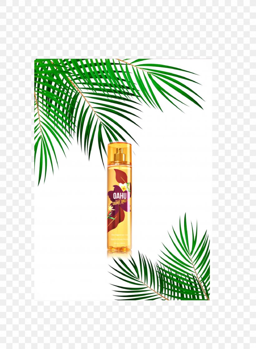 Palm Trees Perfume Victoria's Secret Lotion Image, PNG, 1947x2658px, Palm Trees, Arecales, Attalea Speciosa, Body Spray, Branch Download Free