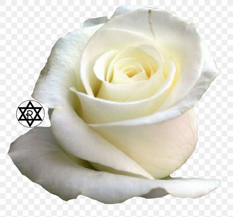 Rose Flower Desktop Wallpaper White, PNG, 1600x1492px, Rose, Blue, Color, Cut Flowers, David Ch Austin Download Free