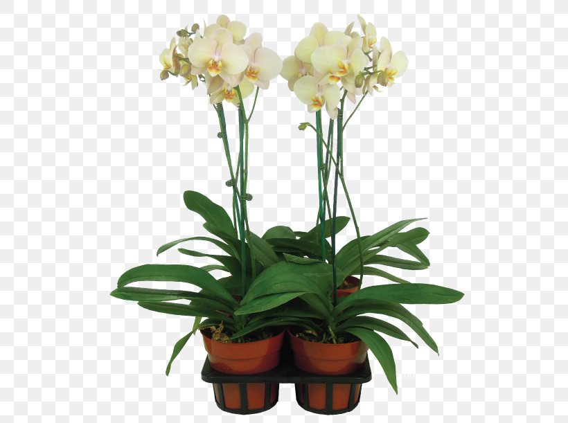 Cut Flowers Moth Orchids Vase Flowerpot, PNG, 801x611px, Flower, Artificial Flower, Color, Cut Flowers, Floral Design Download Free
