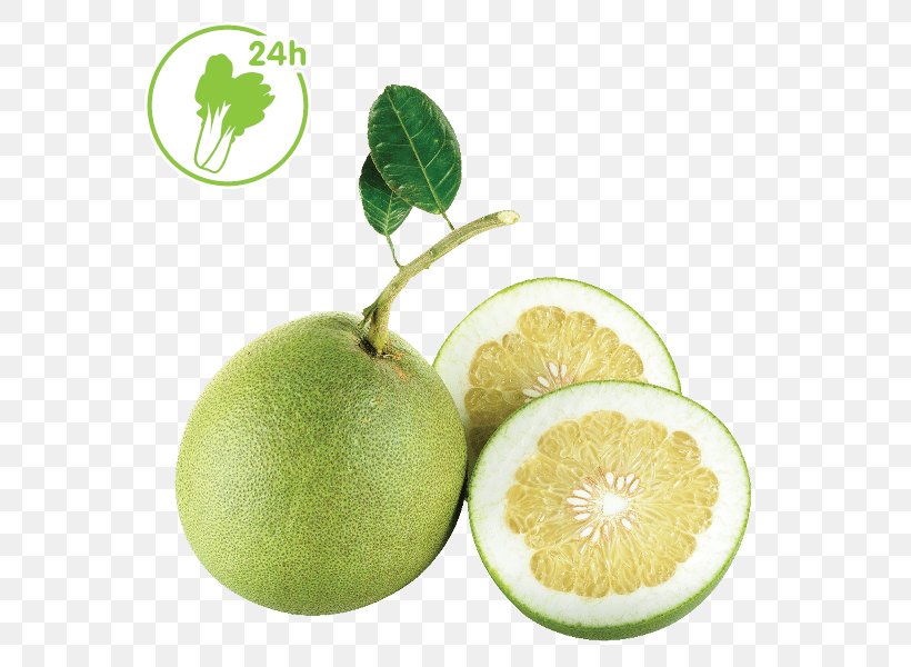 Persian Lime Grapefruit Key Lime Pomelo Citrus Junos, PNG, 600x600px, Persian Lime, Bitter Orange, Citric Acid, Citron, Citrus Download Free