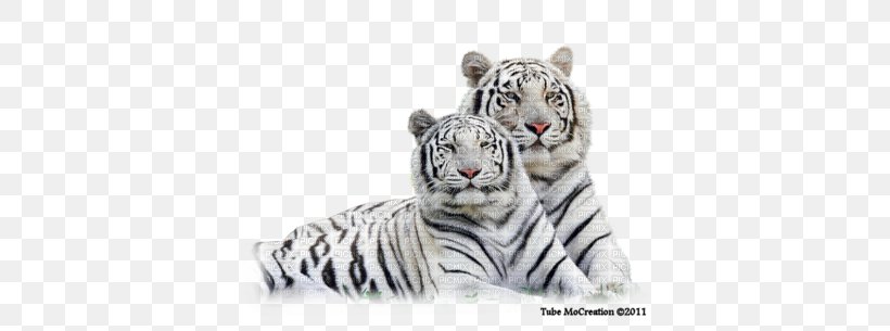 White Tiger Clip Art, PNG, 400x305px, White Tiger, Animal, Bengal Tiger, Big Cats, Carnivoran Download Free