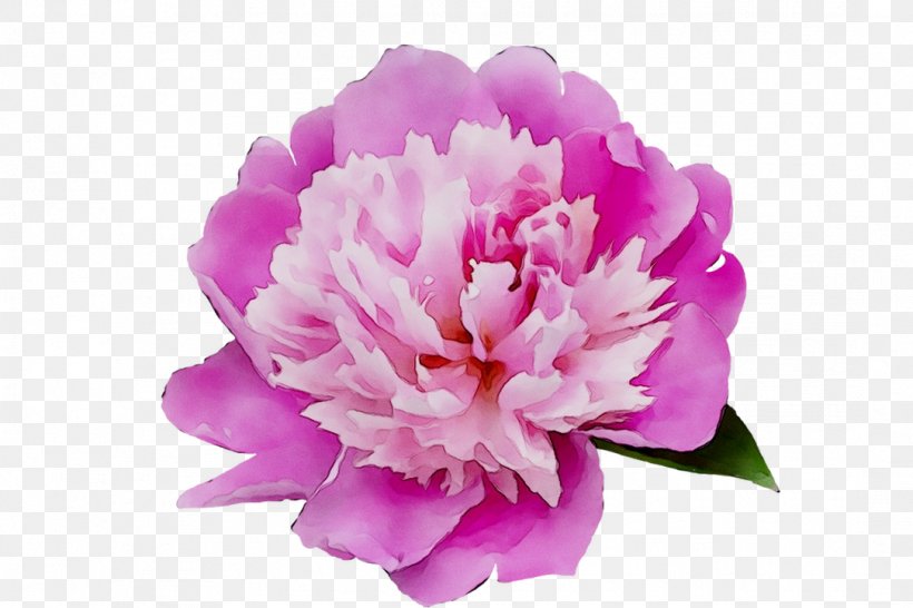 Carnation Peony Cut Flowers Herbaceous Plant Pink M, PNG, 1084x723px, Carnation, Chinese Peony, Common Peony, Cut Flowers, Flower Download Free
