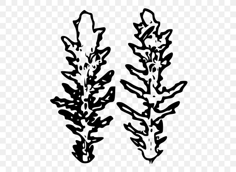 Drawing Silhouette Spruce Clip Art, PNG, 491x599px, Drawing, Black And White, Branch, Flora, Flower Download Free