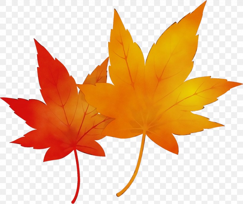 Maple Leaf, PNG, 1024x864px, Watercolor, Leaf, Maple, Maple Leaf, Orange Download Free