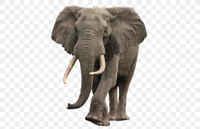 Asian Elephant African Bush Elephant Image, PNG, 530x530px, Asian Elephant, African Bush Elephant, African Elephant, African Forest Elephant, Animal Figure Download Free